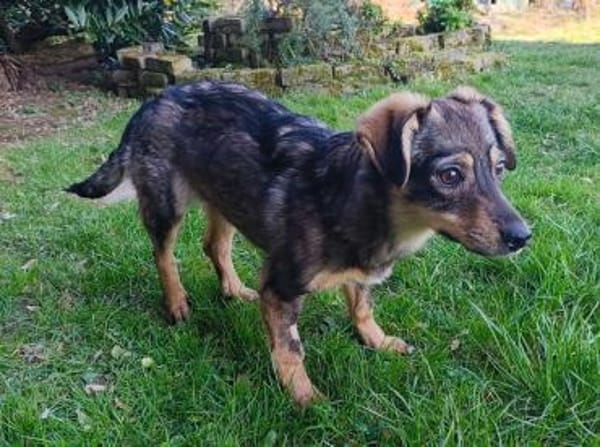 HEIDI-bezaubernde Jung-Hündin,32cm(w)