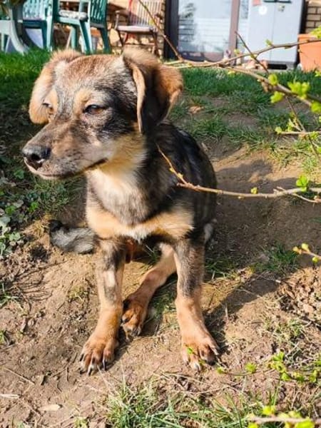 HEIDI-bezaubernde Jung-Hündin,32cm(w)