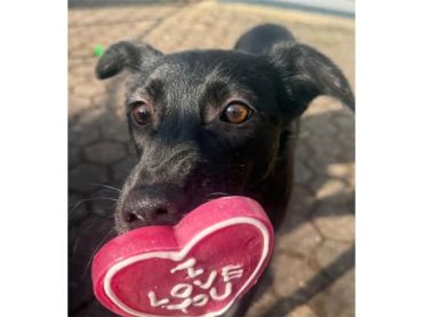 Peggie - wartet in 91611 Gräfenbuch