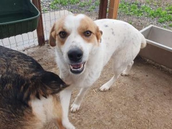 BRAJA-wundervolle Hündin, 54 cm