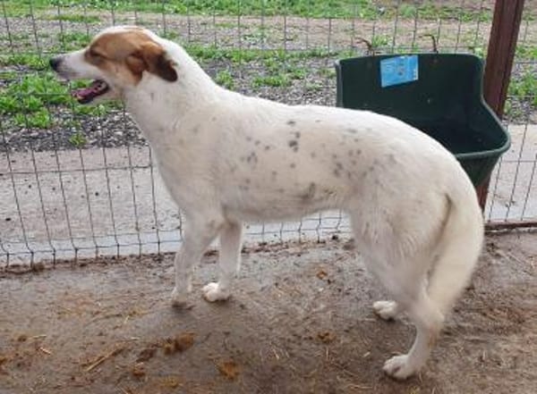 BRAJA-wundervolle Hündin, 54 cm