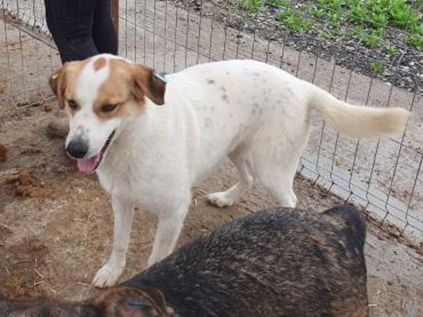 BRAJA-wundervolle Hündin, 54 cm