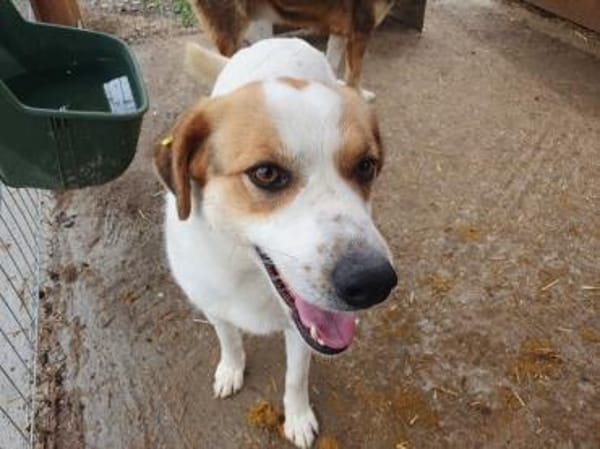 BRAJA-wundervolle Hündin, 54 cm