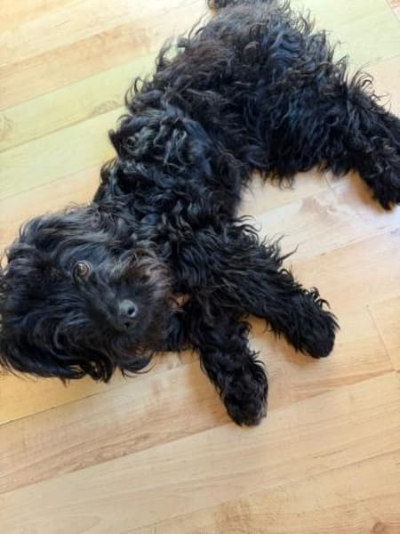 Fips sucht seine Menschen ❤🐾❤