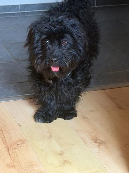 Fips sucht seine Menschen ❤🐾❤