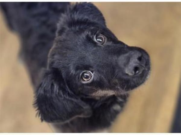 Lambi - wartet in 96160 Geiselwind