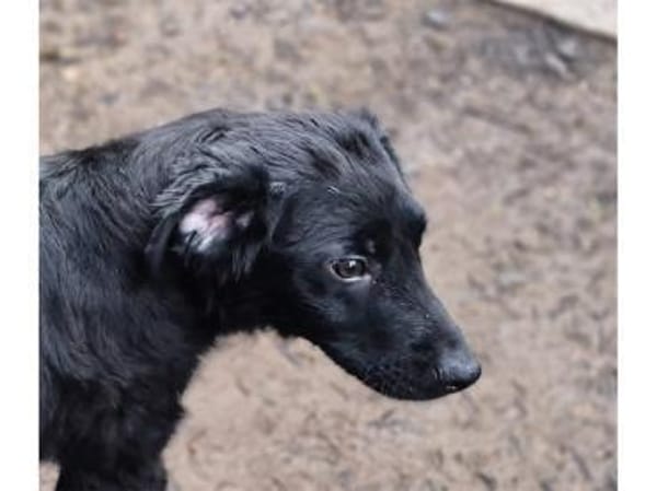 Lambi - wartet in 96160 Geiselwind