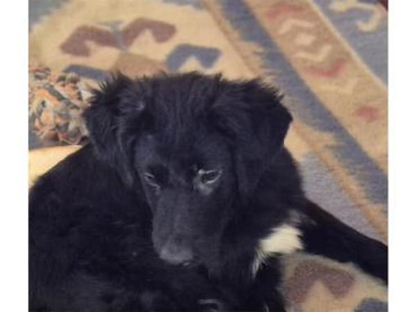 Lambi - wartet in 96160 Geiselwind