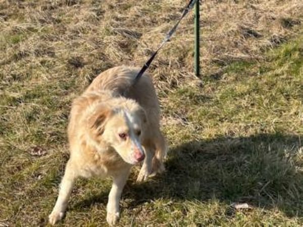 Gulia - zutraulich u. kinderlieb