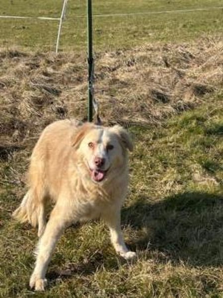 Gulia - zutraulich u. kinderlieb