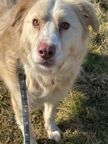 Gulia - zutraulich u. kinderlieb