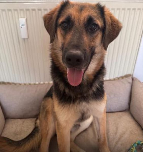 Lieber Schäfi-Mix Loki in 60437 FFM