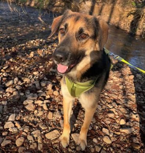 Lieber Schäfi-Mix Loki in 60437 FFM