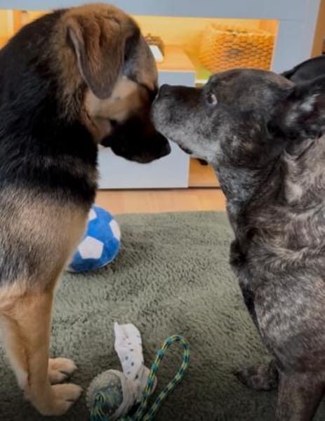 Lieber Schäfi-Mix Loki in 60437 FFM