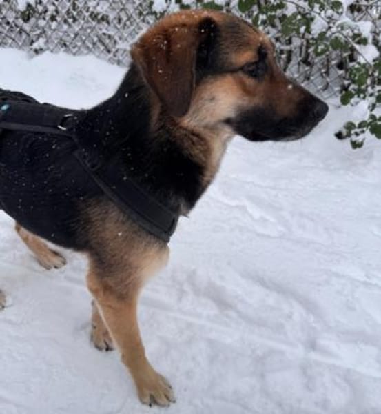 Lieber Schäfi-Mix Loki in 60437 FFM