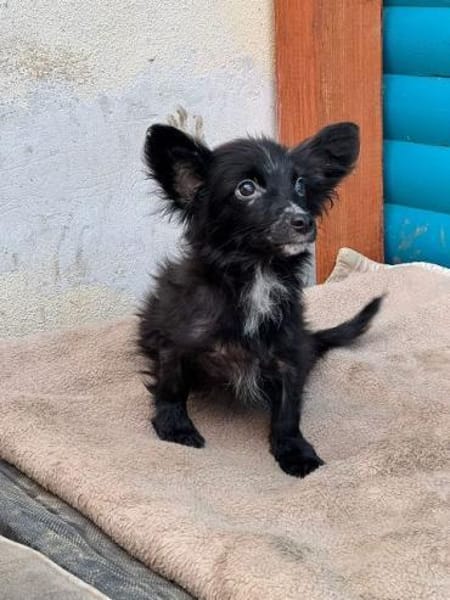 TWIX-bezaubernder, hübscher Welpen-Rüde