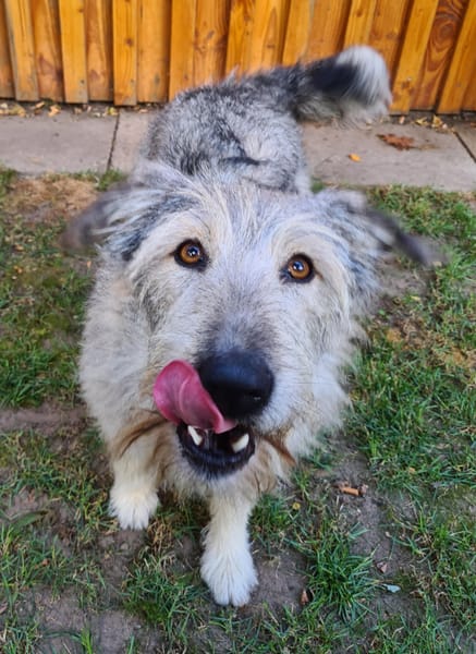 Toshi  lustiger Kobold  Tierschutz