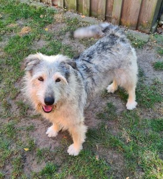 Toshi  lustiger Kobold  Tierschutz