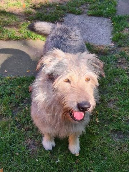 Toshi  lustiger Kobold  Tierschutz