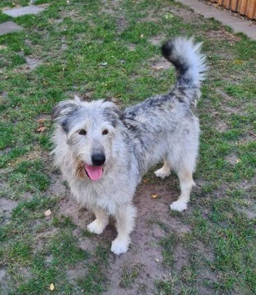 Toshi  lustiger Kobold  Tierschutz