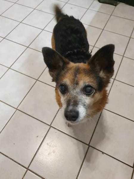 Omi Emmi - möchte Einzelhund sein