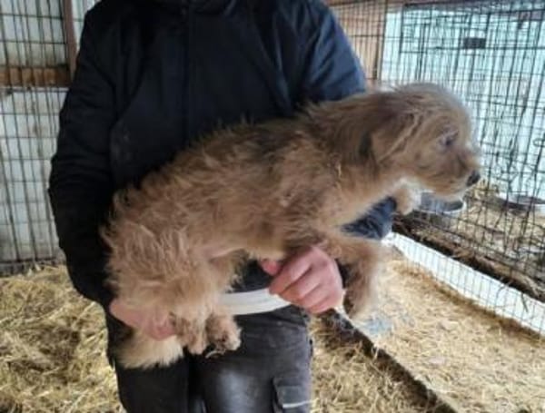 ABBY-niedliche,zutrauliche Hündin