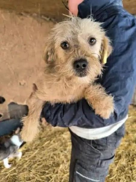 ABBY-niedliche,zutrauliche Hündin