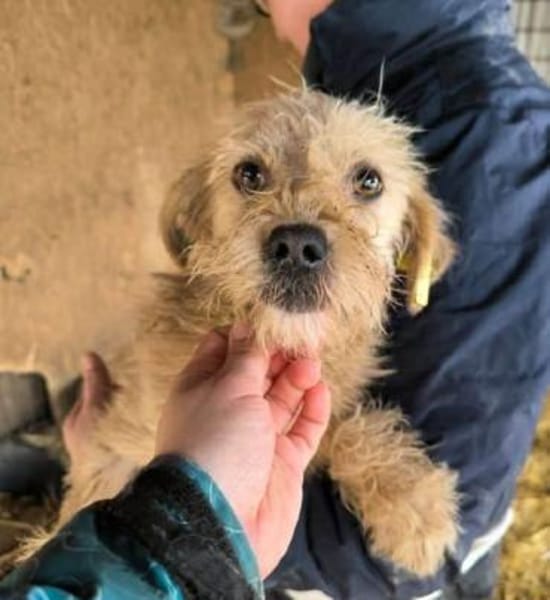 ABBY-niedliche,zutrauliche Hündin