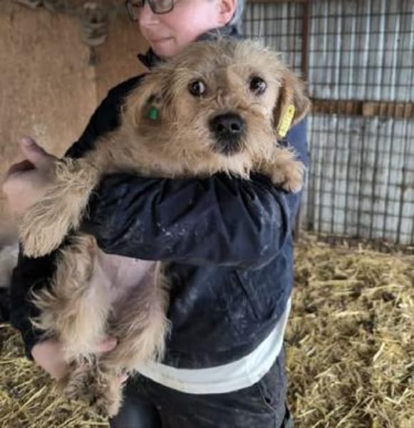 ABBY-niedliche,zutrauliche Hündin