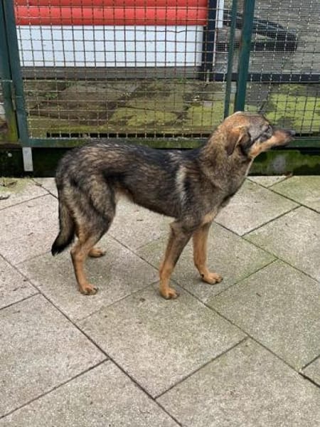 FEE-niedliche, hübsche Jung-Hündin,49 cm