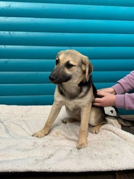 DINA-hübsche Welpen-Hündin,42 cm(w)