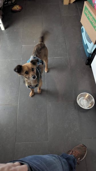 Sanfte Neila🌺 sucht liebe Hundekenner