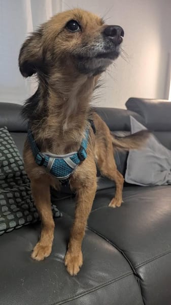 Sanfte Neila🌺 sucht liebe Hundekenner