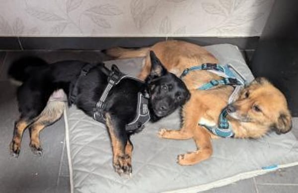 Sanfte Neila🌺 sucht liebe Hundekenner