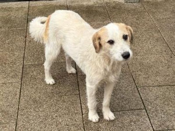 MARLON-wunderschöner Rüde, 54 cm