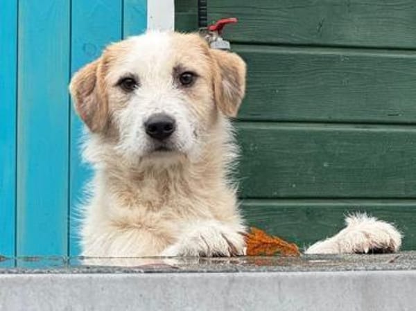 MARLON-wunderschöner Rüde, 54 cm