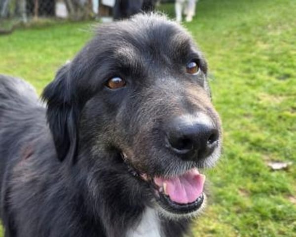 SVENJA-ruhige Hündin,mit längerem Fell