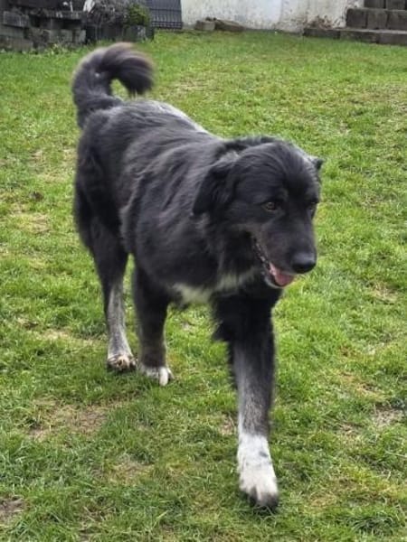 SVENJA-ruhige Hündin,mit längerem Fell