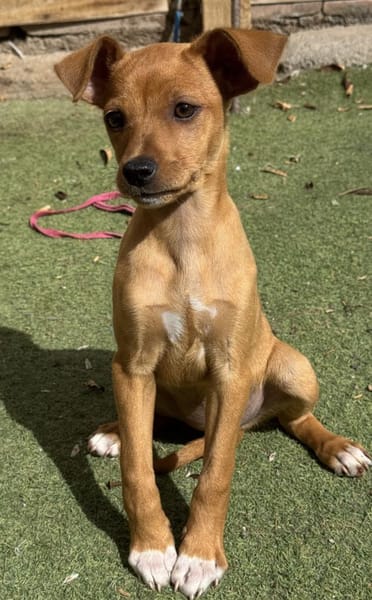 MAJA ❤ Welpentraum!