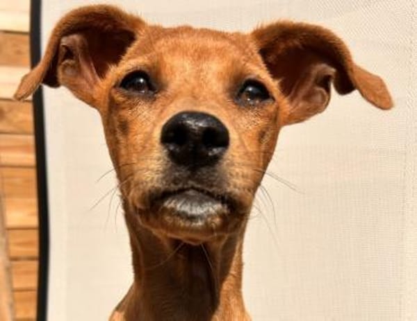 MAJA ❤ Welpentraum!