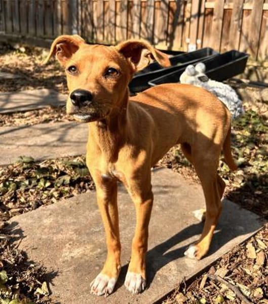 MAJA ❤ Welpentraum!