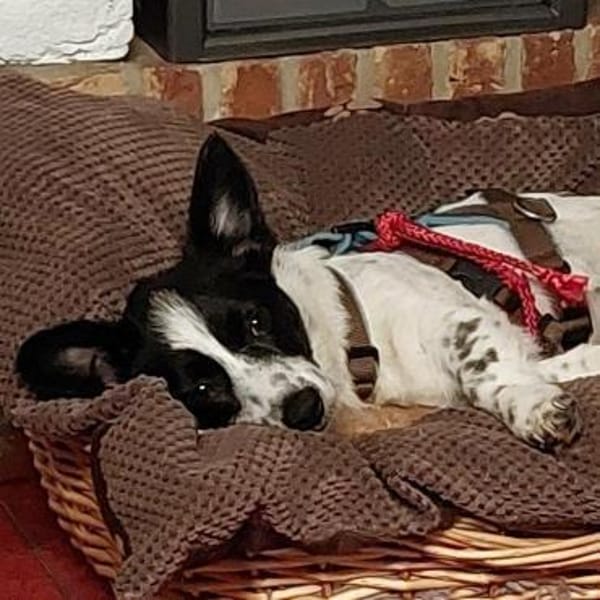 Welpenmädchen Lena auf PS in 91278