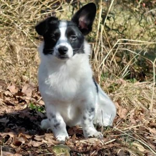 Welpenmädchen Lena auf PS in 91278