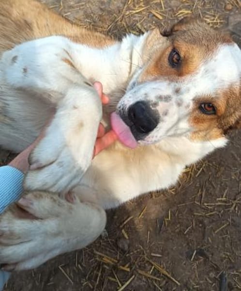 Charmanter George sucht euch