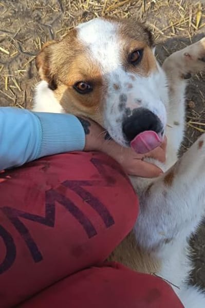 Charmanter George sucht euch