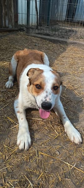 Charmanter George sucht euch