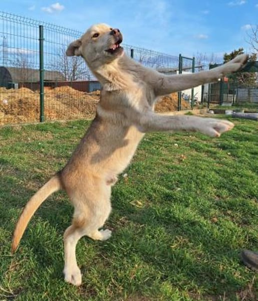 Arthur ist eine Frohnatur