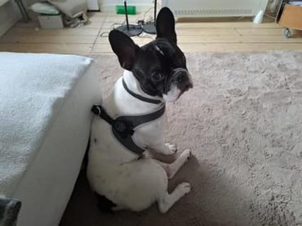 Poldi sucht aktive Menschen