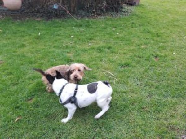 Poldi sucht aktive Menschen