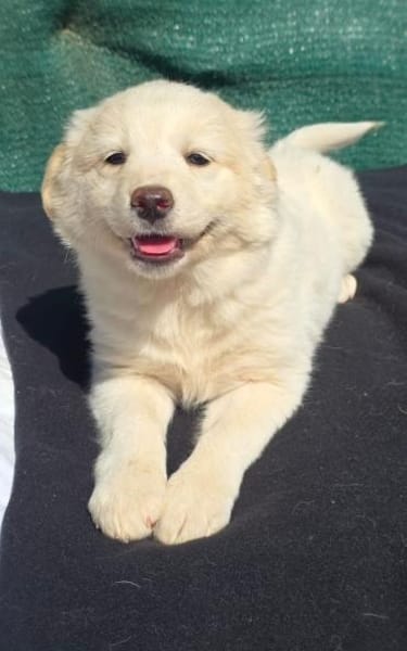 Josi sucht ein Zuhause